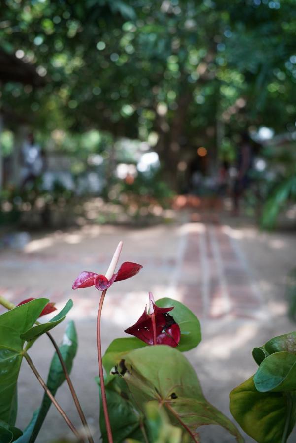 Salty Garden Arugambay Bed and Breakfast Arugam Bay Exterior foto